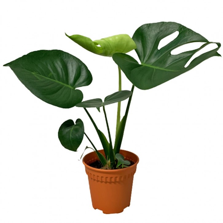 Monstera Deliciosa (Swiss Cheese Plant)