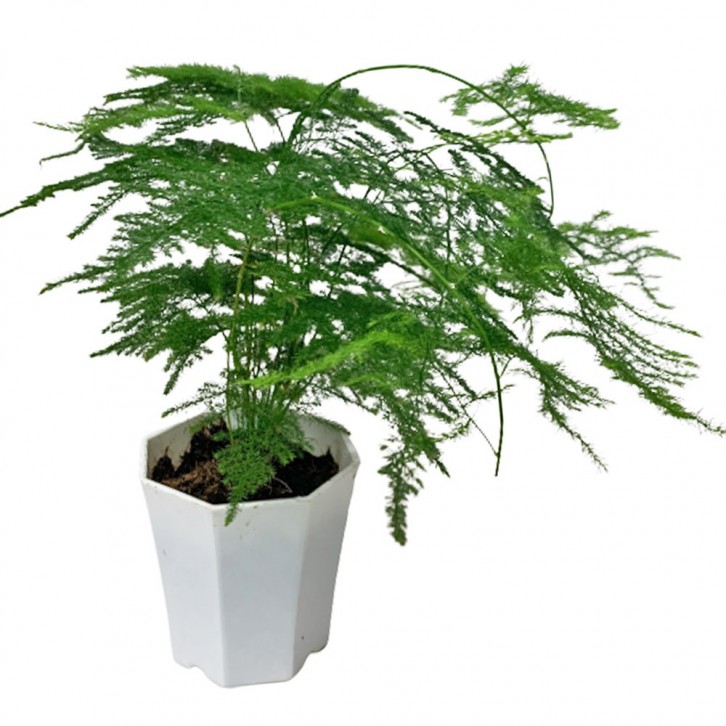 Asparagus Fern (Asparagus Setaceus)