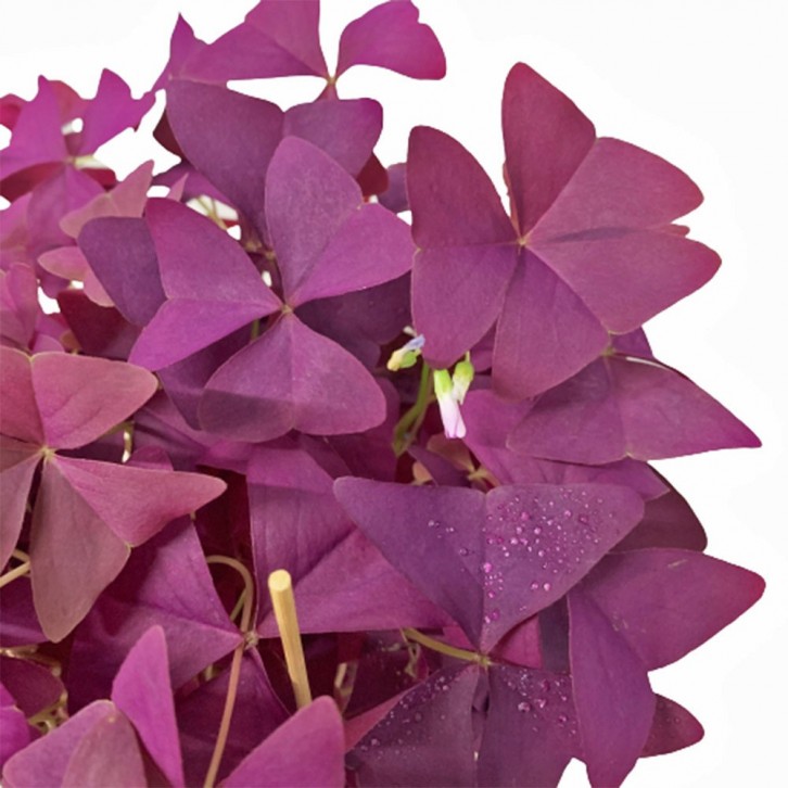 Oxalis (Purple Shamrock)