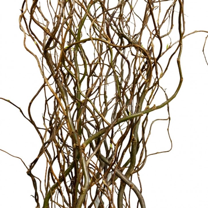 FreshCut Curly Willow (Salix Matsudana)