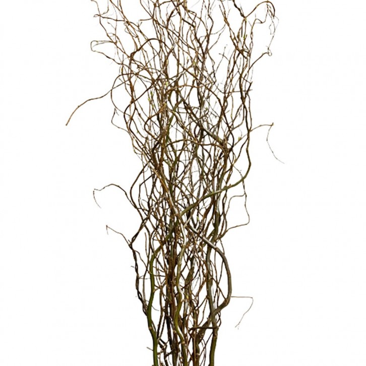 FreshCut Curly Willow (Salix Matsudana)