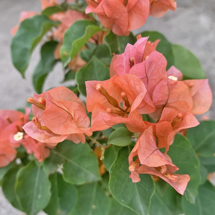 Mini Bougainvillea Glabra 小型叶子花 (Paper Flower)