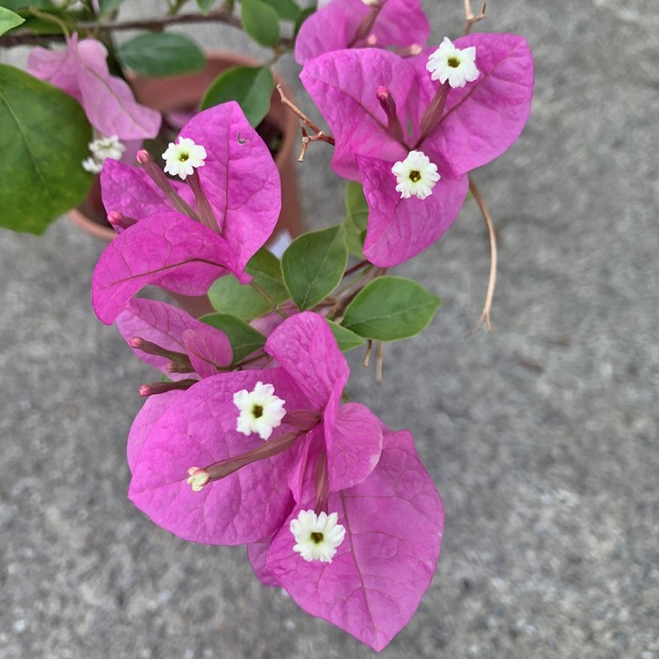 Mini Bougainvillea Glabra 小型叶子花 (Paper Flower)