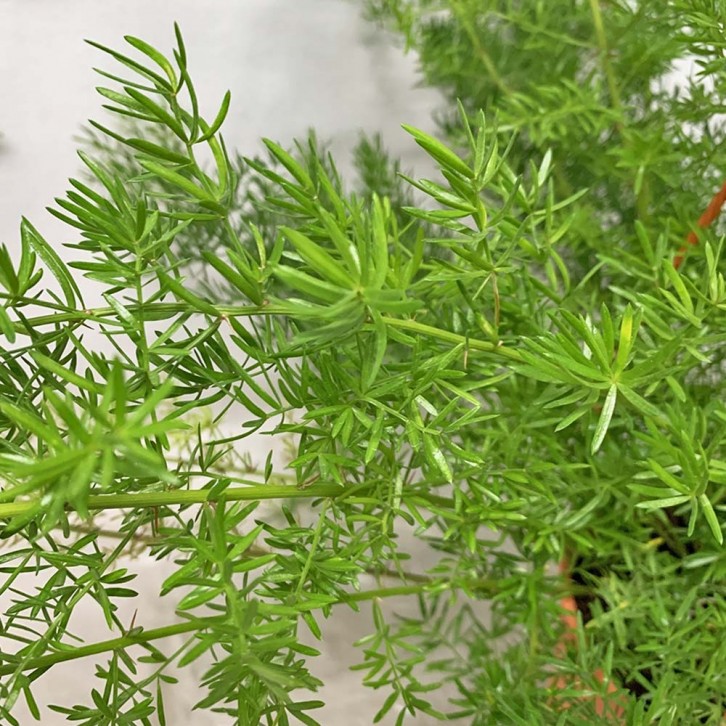 Sprenger Asparagus Fern (Asparagus Aethiopicus)