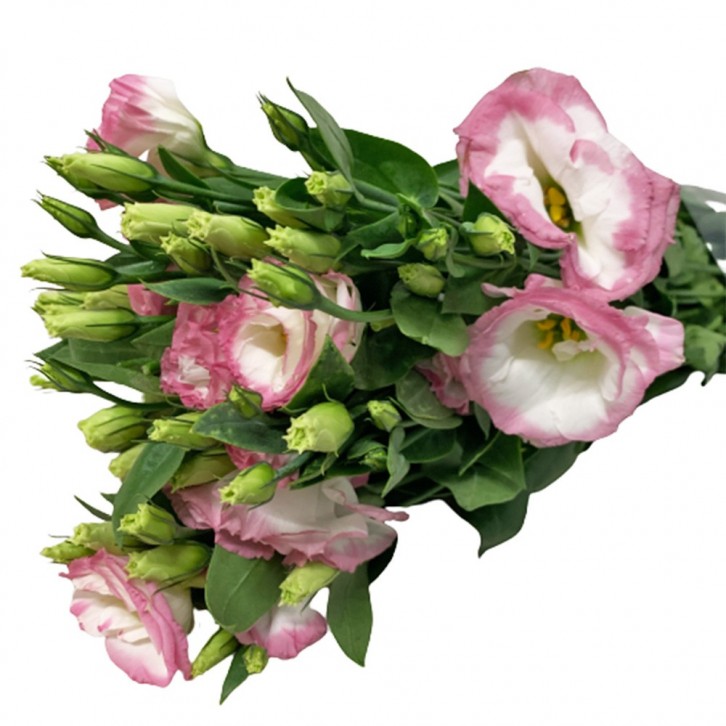 FreshCut Eustoma