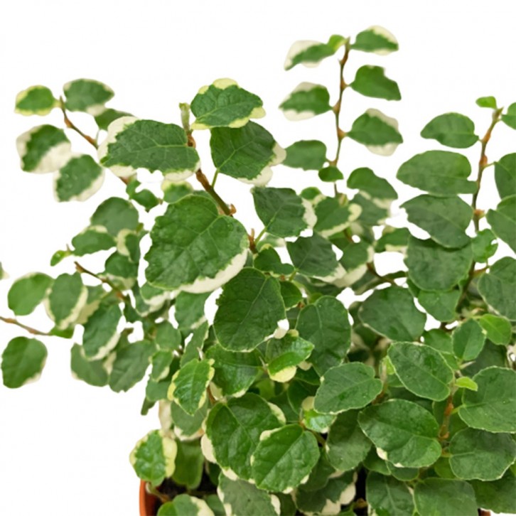 Ficus Pumila 'White Sunny' Variegata