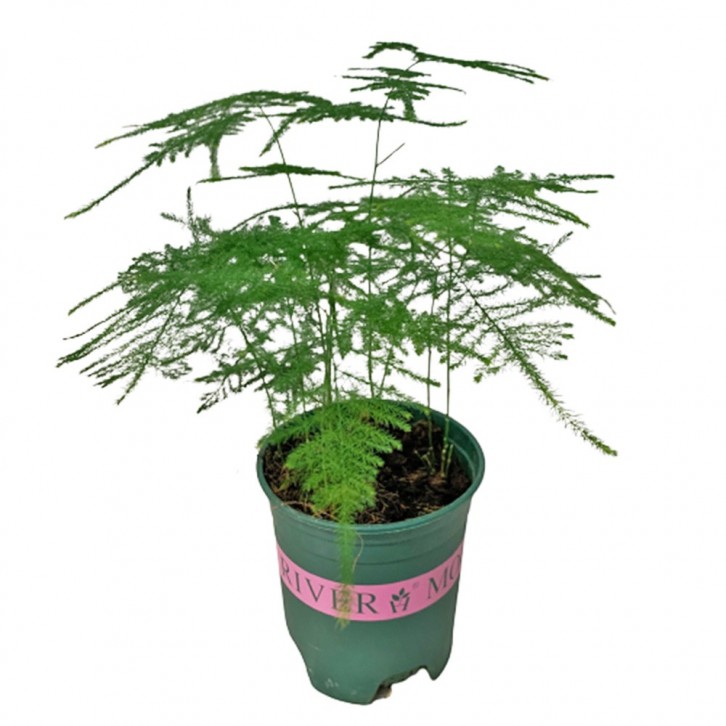 Asparagus Fern (Asparagus Setaceus)