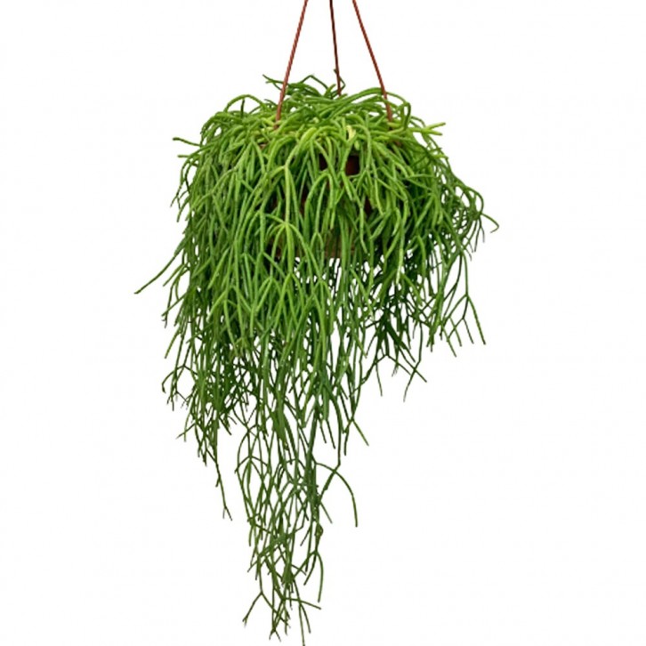 Mistletoe Cactus (Rhipsalis Baccifera)