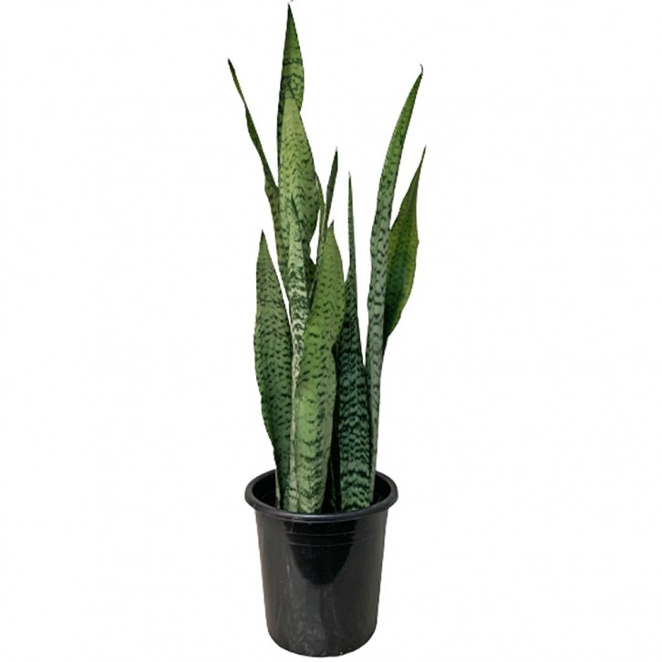 Sansevieria Zeylanica (Snake Plant)