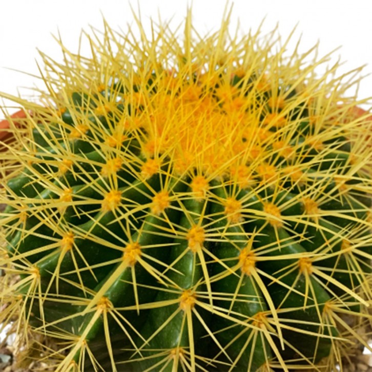 Echinocactus Grusonii Golden Barrel Cactus 9018