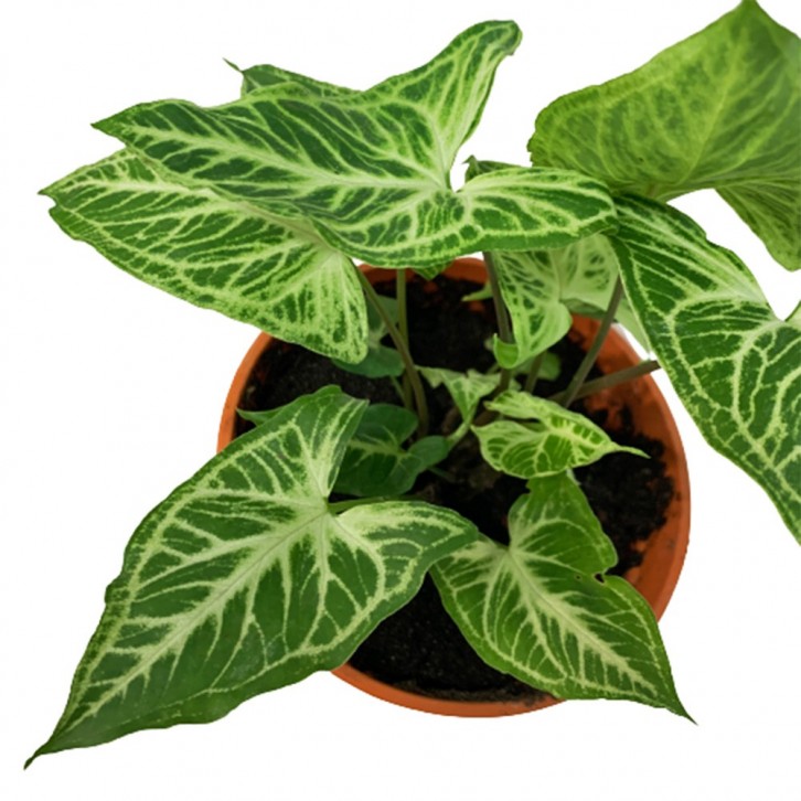 Syngonium Podophyllum Batik Arrowhead Plant