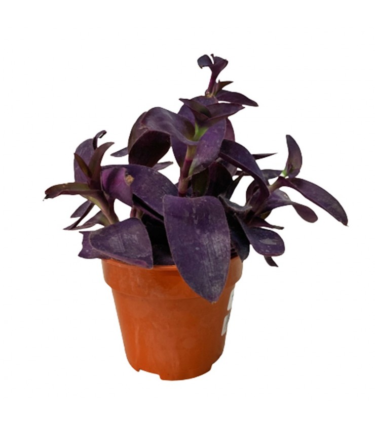 tradescantia pallida vs wandering jew