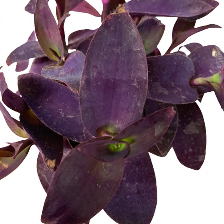 tradescantia pallida vs wandering jew