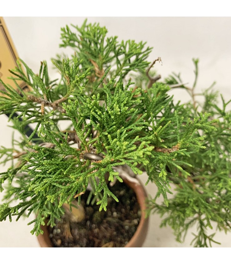 Juniperus Chinensis Var Sargentii