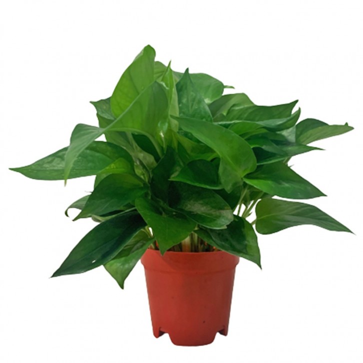 Epipremnum Aureum (Money Plant)