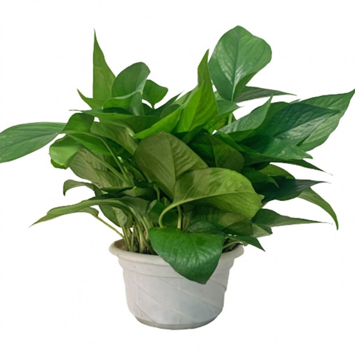 Epipremnum Aureum (Money Plant)