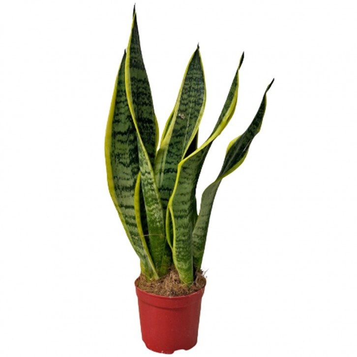 Sansevieria Trifasciata Laurentii