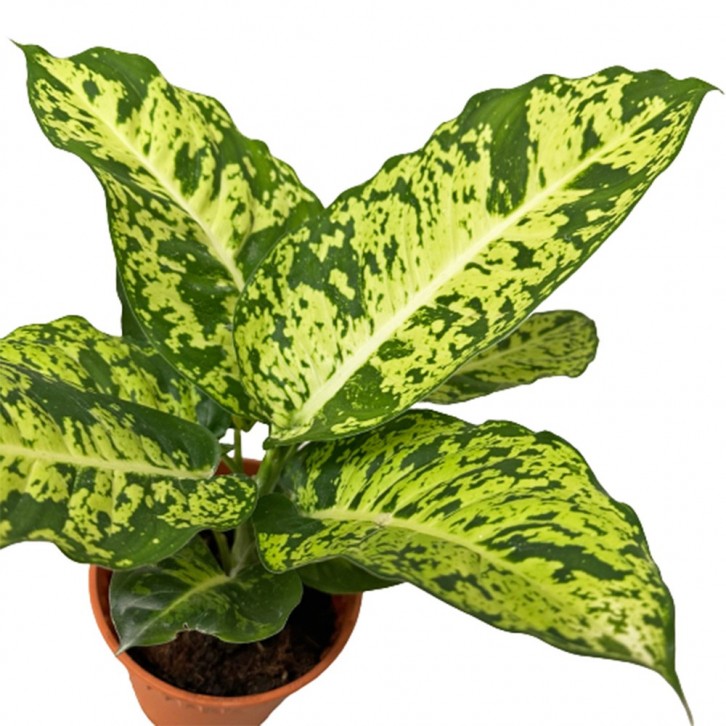 Dieffenbachia 'Sparkle' (Dumbcane)