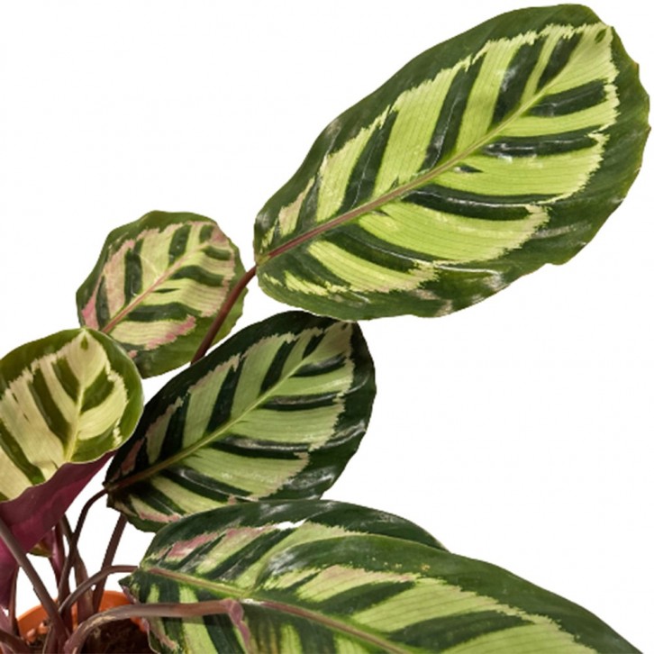 Calathea Makoyana (Peacock Plant)