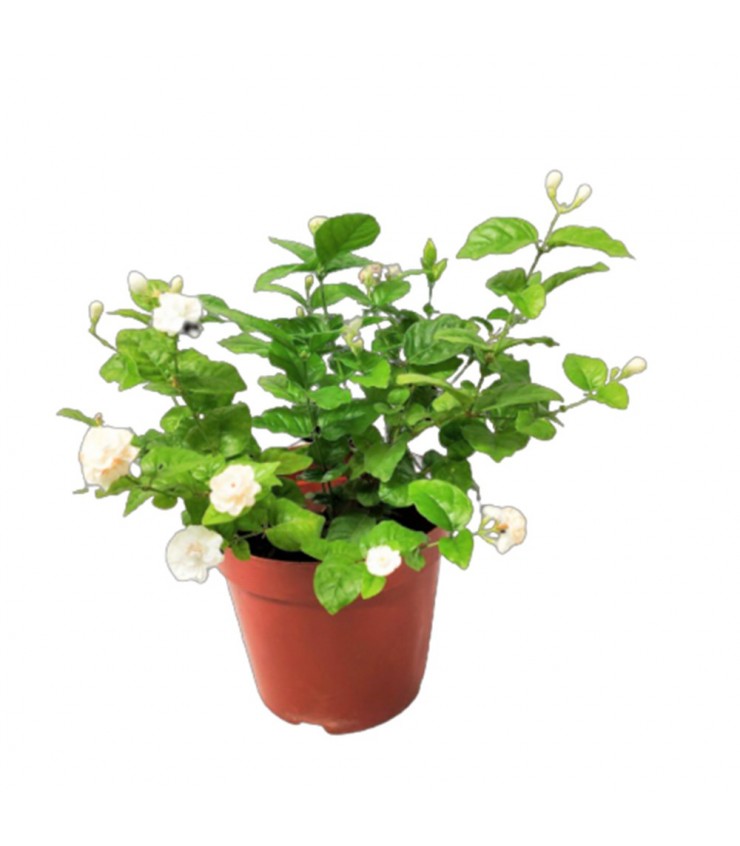 Jasmine Plant (Jasminum)