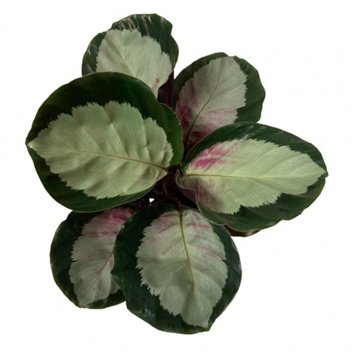 Calathea Roseopicta (Rosy)