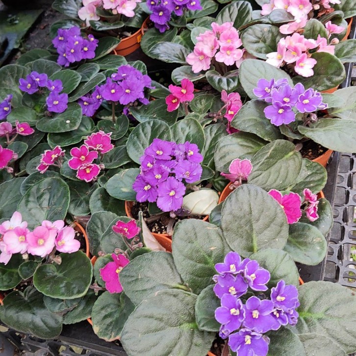 Saintpaulia (African Violet) Assorted Colour