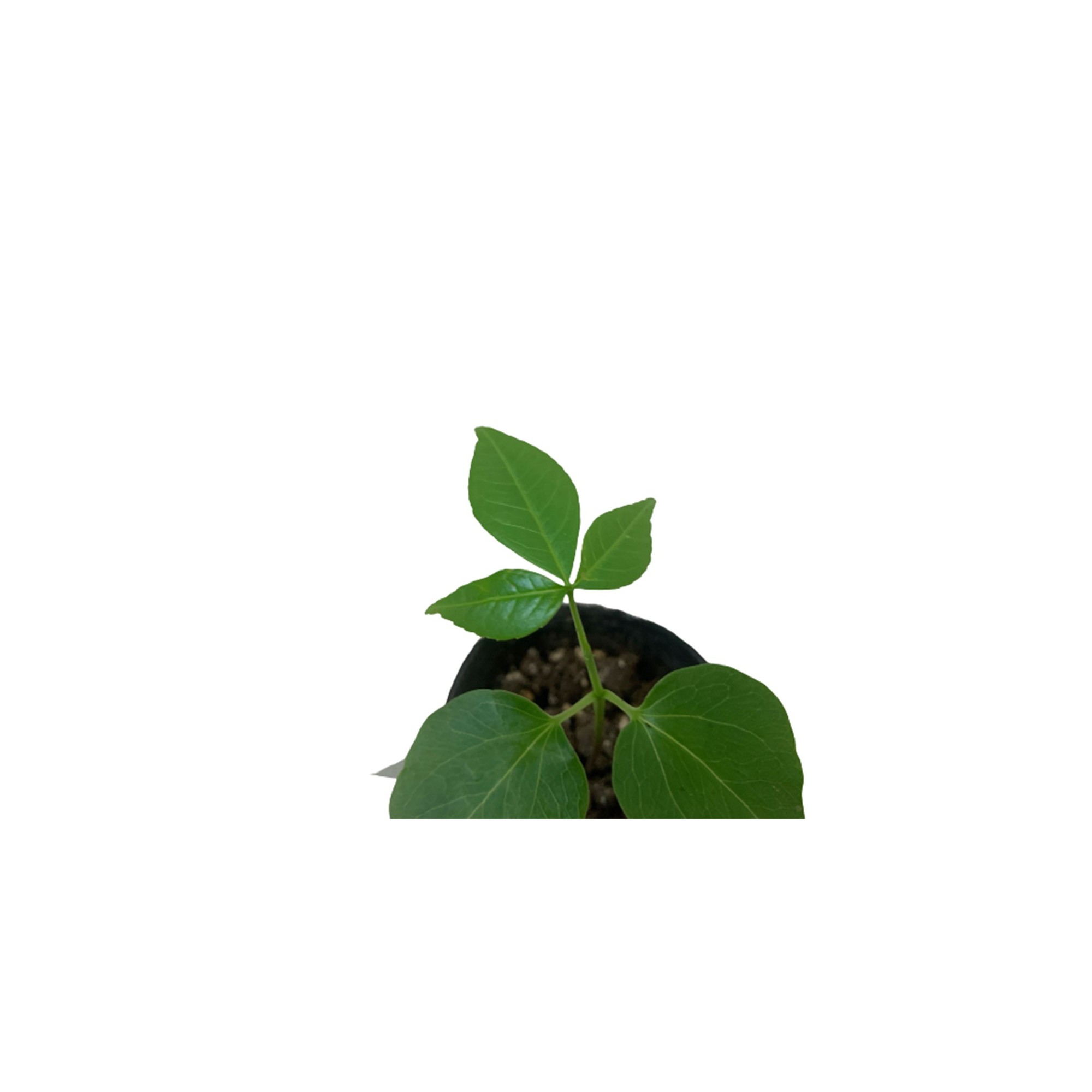 Kapok Tree Plant Care: Water, Light, Nutrients