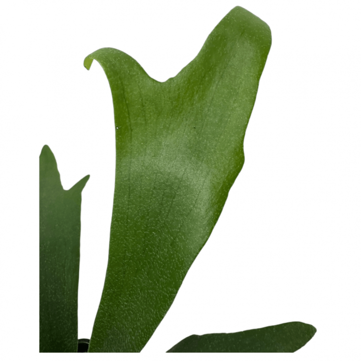 二歧鹿角蕨 Platycerium Bifurcatum (Staghorn Fern)