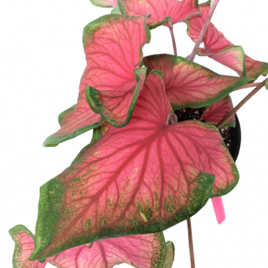 Caladium