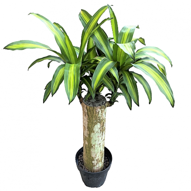 Dracaena Fragrans - Single Stem (Iron Plant)