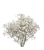 FreshCut Baby’s Breath (Gypsophila)