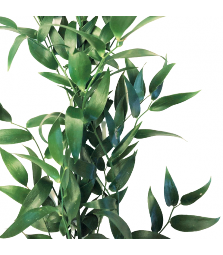 FreshCut Ruscus Leaf (Italy)