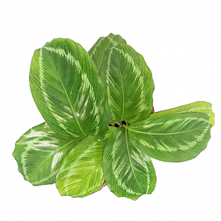 Calathea Green Goddess