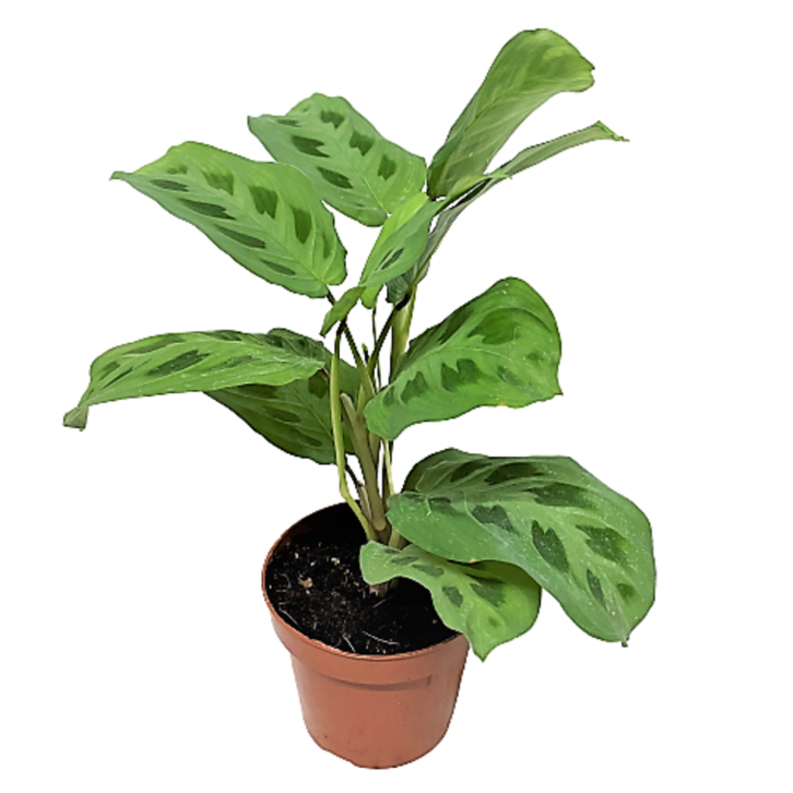 Maranta Kerchoveana Variegated (Prayer Plant)