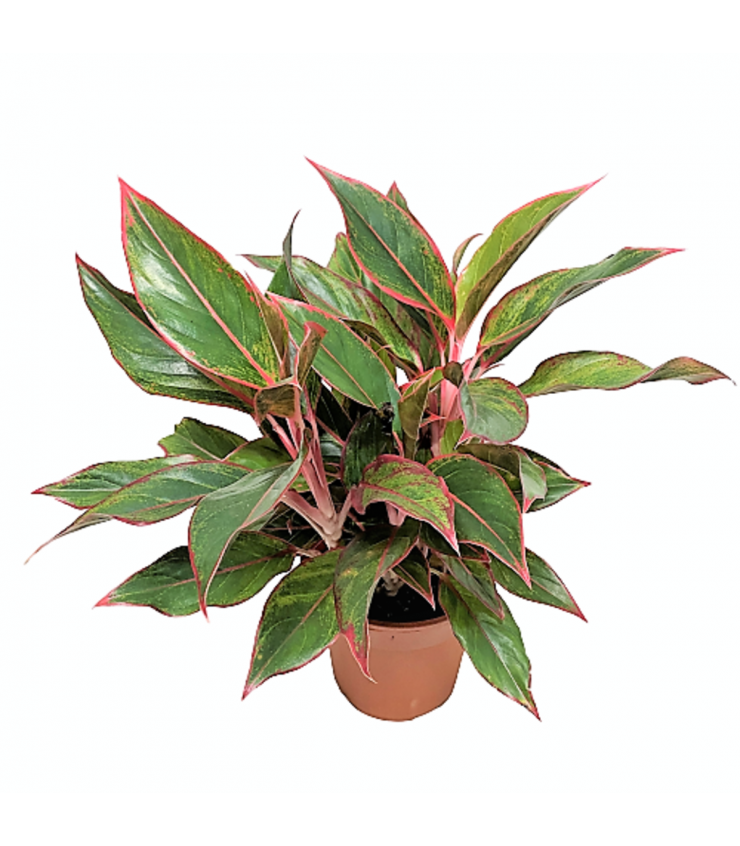 Aglaonema Siam Aurora