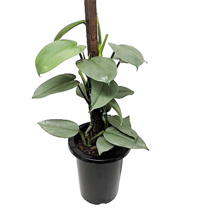 Philodendron Silver Metal With Plant Supporter Japan