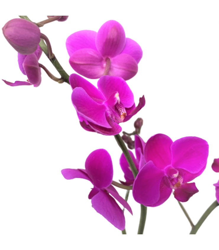 Phalaenopsis Orchid - Midi (Double Spike)