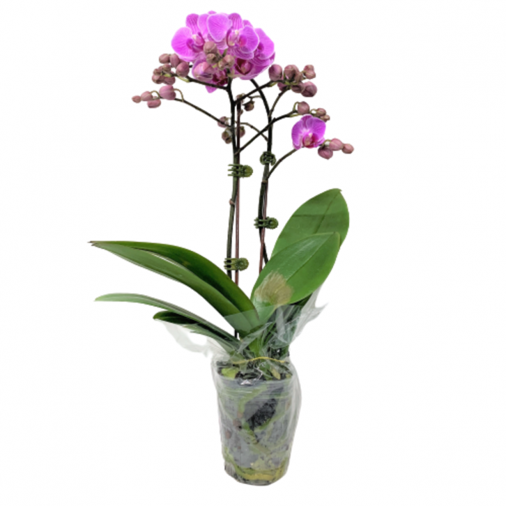 Phalaenopsis Orchid Mini Double Spike 