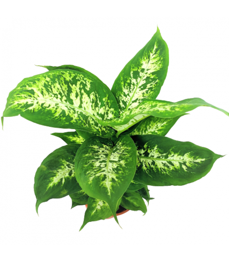 Диффенбахия компакта Dieffenbachia compacta