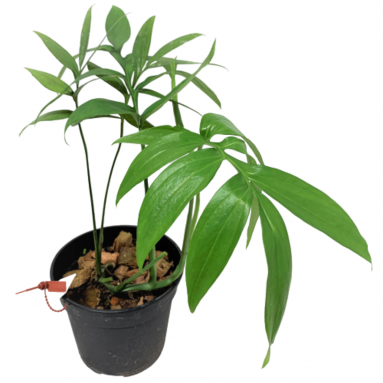 Philodendron Subpinata