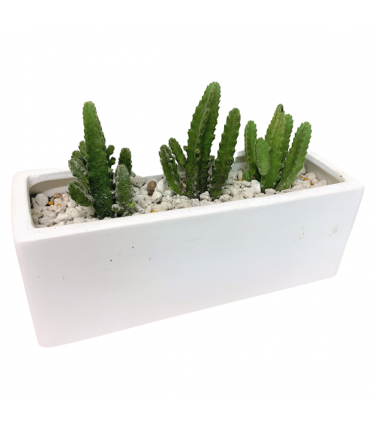 Mini Cactus in a White Rectangular Pot