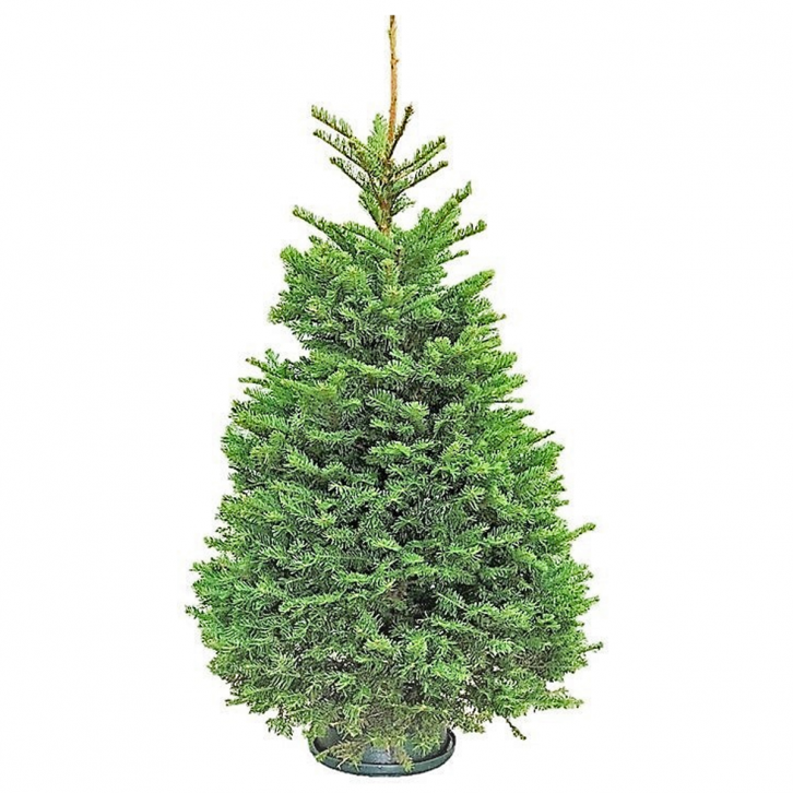 Live Christmas Tree (5-6ft) ~ Premium Grade NOBLE FIR