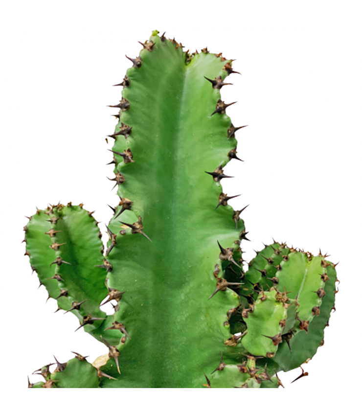 Candelabra Cactus (Euphorbia Eritrea)