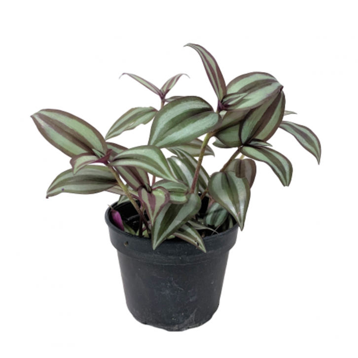 Tradescantia Zebrina 'Red Gem' (Wandering Jew)