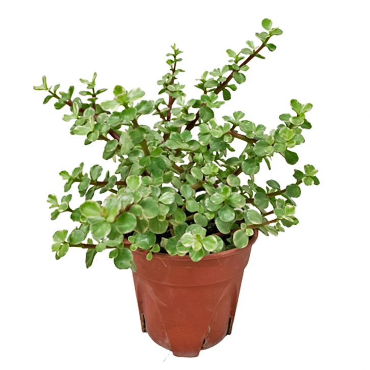 Portulacaria afra (Elephant Bush)