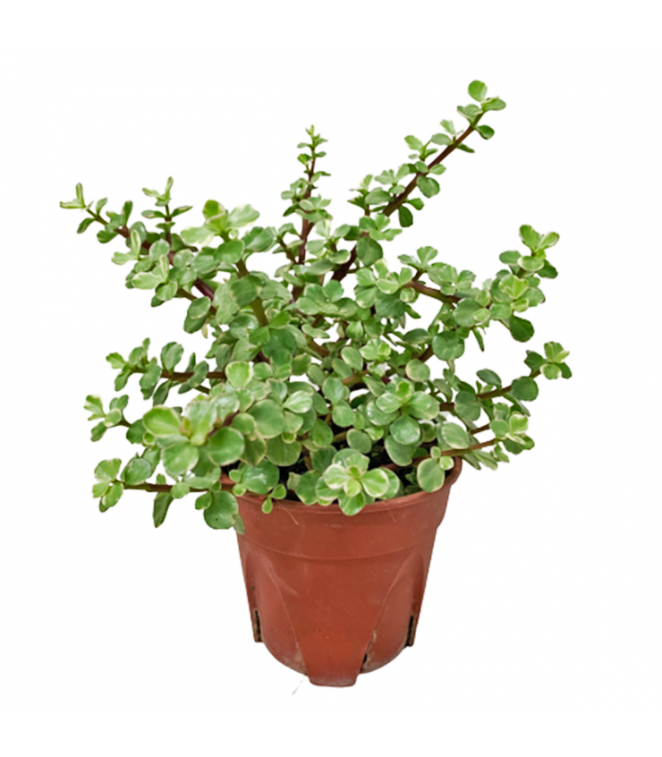 Portulacaria afra (Elephant Bush)