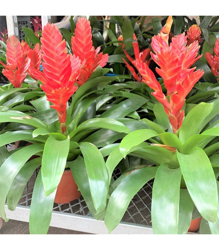 Flaming Sword - Red (Vriesea Splendens)