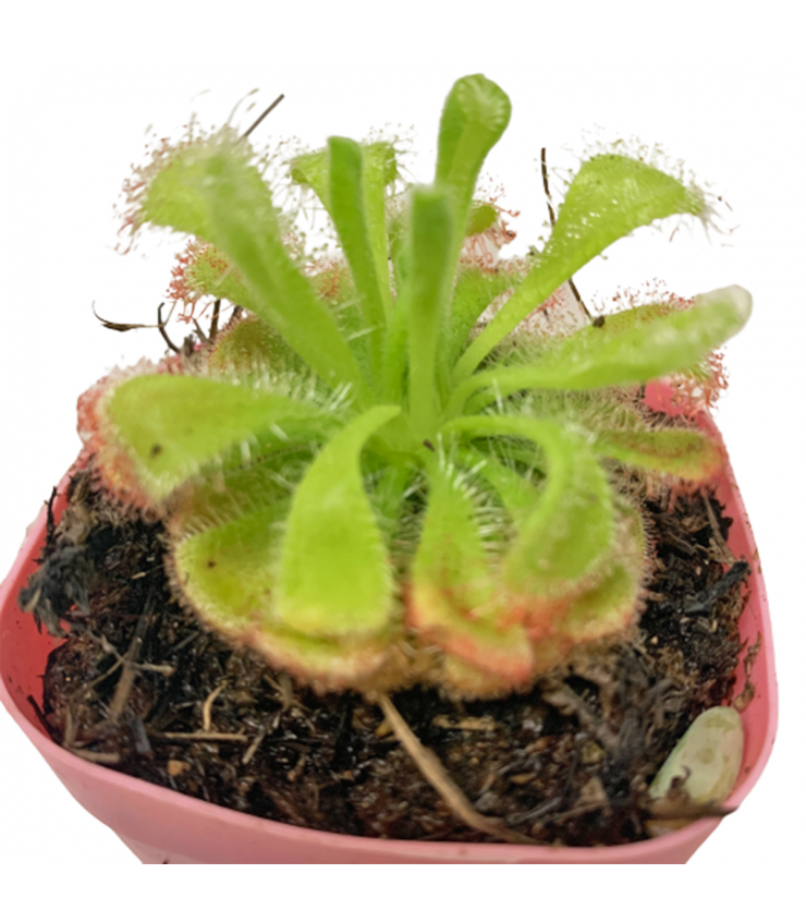 Drosera Aliciae (Alice Sundew)