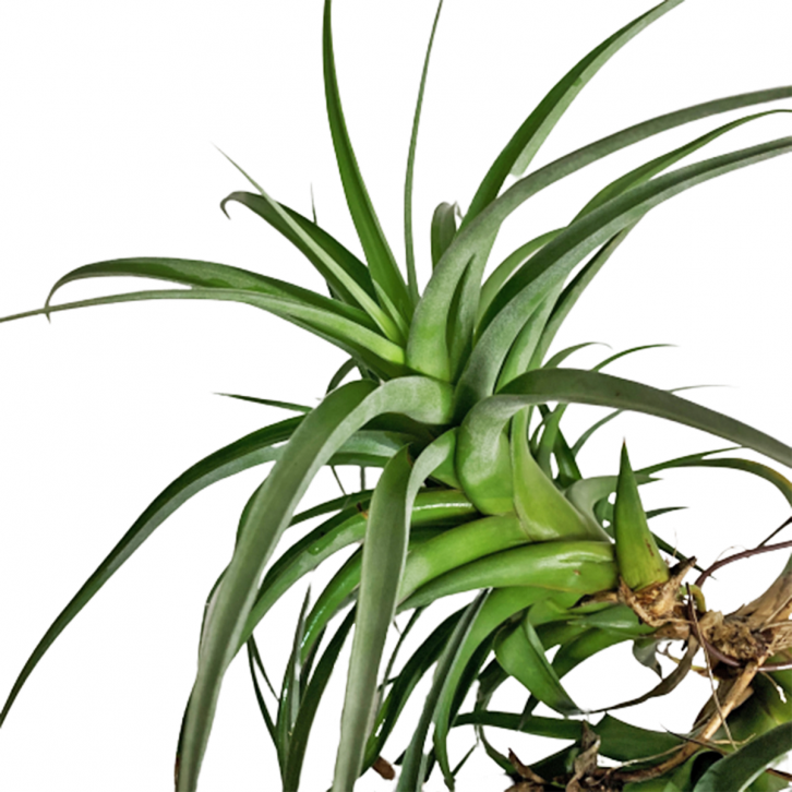 Tillandsia flexuosa (Air Plant)