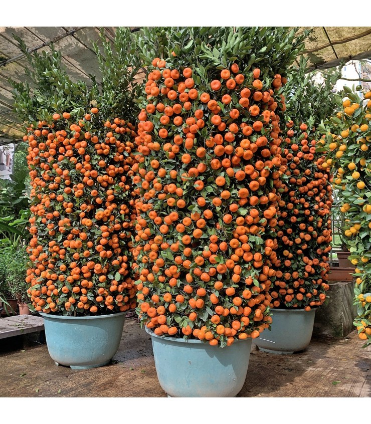 PREMIUM Mandarin Orange - 90cm Pot 朱砂橘